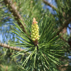 Scots Pine needles and pollen 