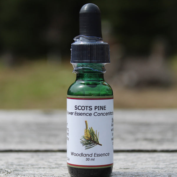Scots Pine Flower Essence on picnic table 