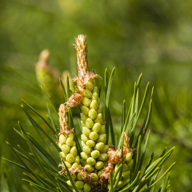 Scots Pine needles and Pollen 