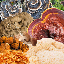 Mushroom collage 