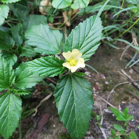 Sida Acuta single yellow flower and scalloped leaves
