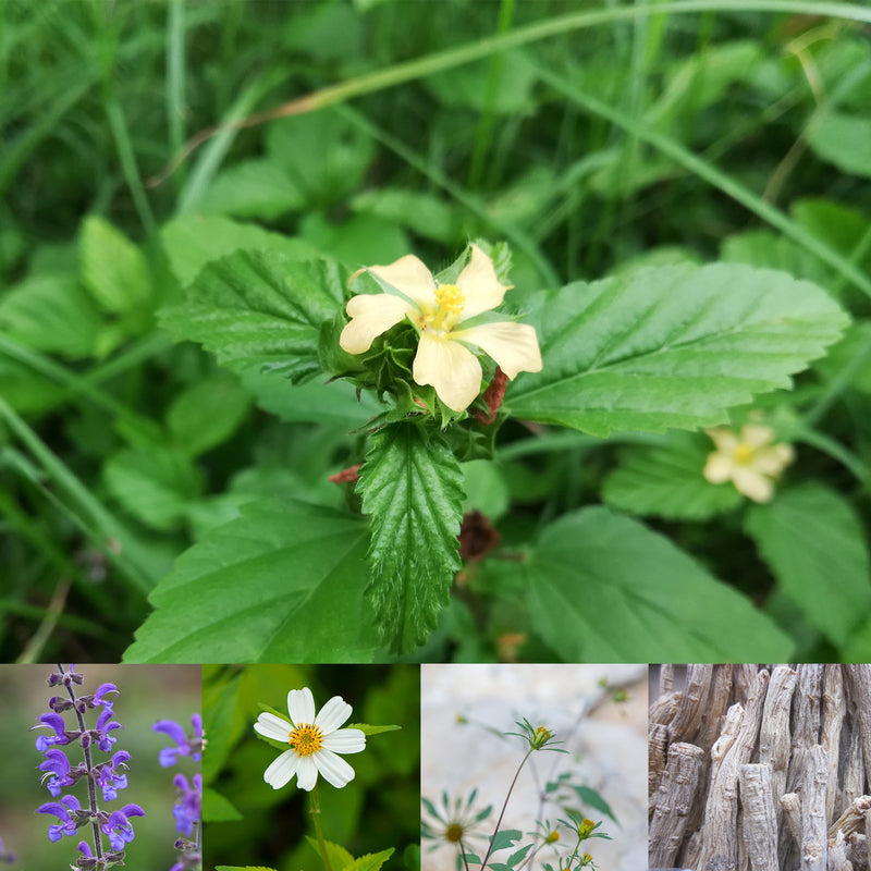 Collage of yellow sida flower with green foliage, Purple Red Sage flowers, White Bidens pilosa flower, Bidens frondosa, and Codnopsis roots  