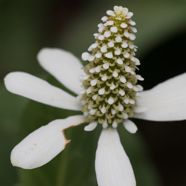Close-up of Yerba Mansa flower