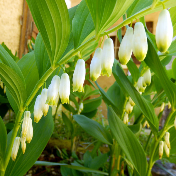 Solomon's Seal stem with white bell flowers 