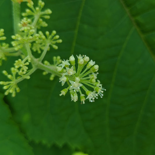 Tiny white Spikenard flowers against green leaf background