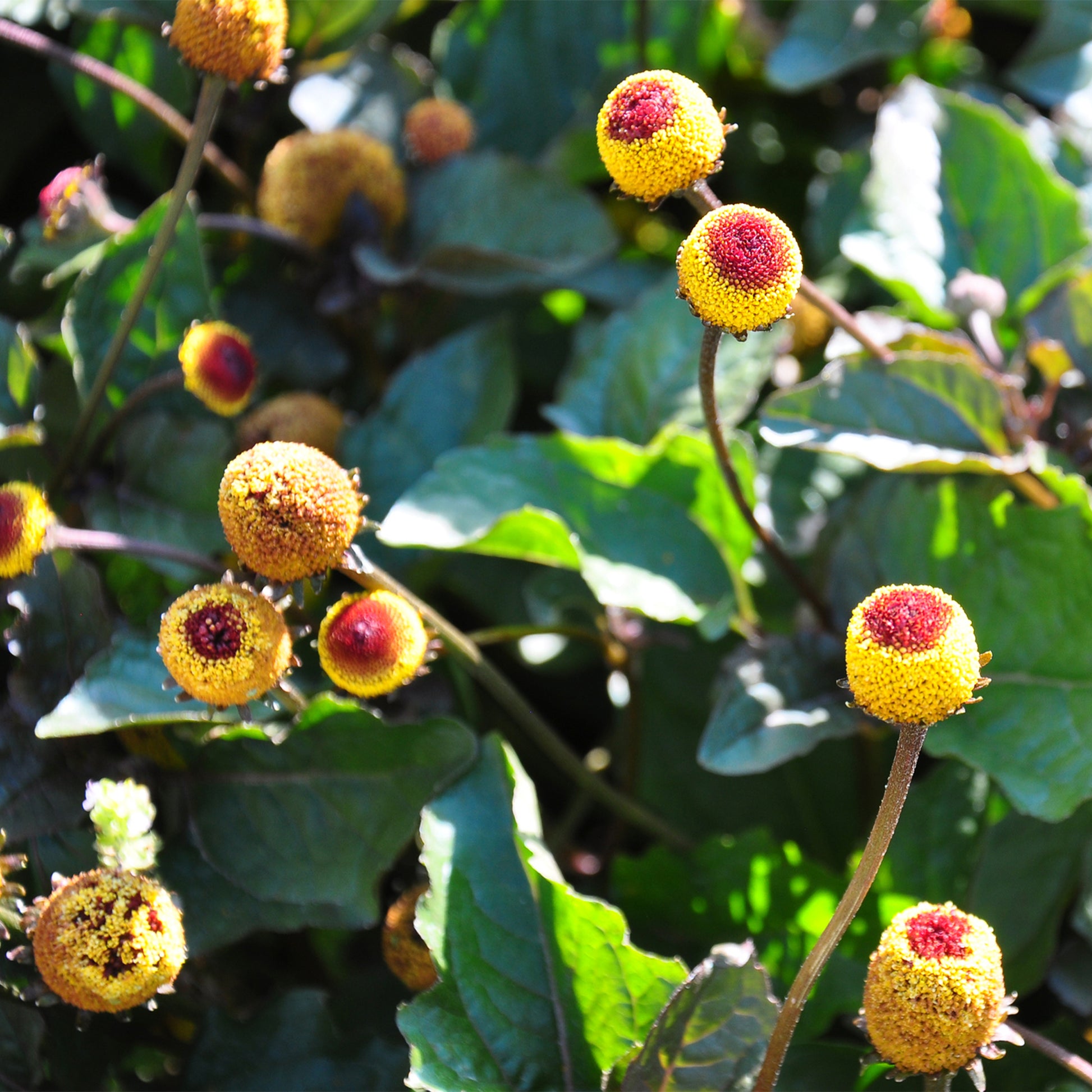 Yellow Spilanthes cone with red bullseye & green foliage 