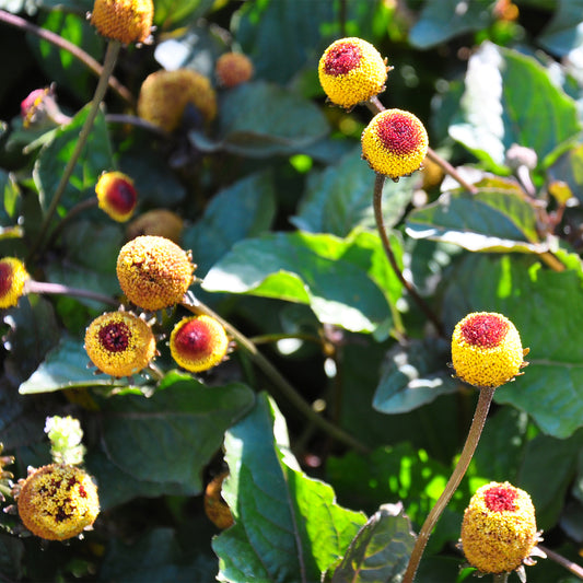 Yellow Spilanthes cone with red bullseye & green foliage 