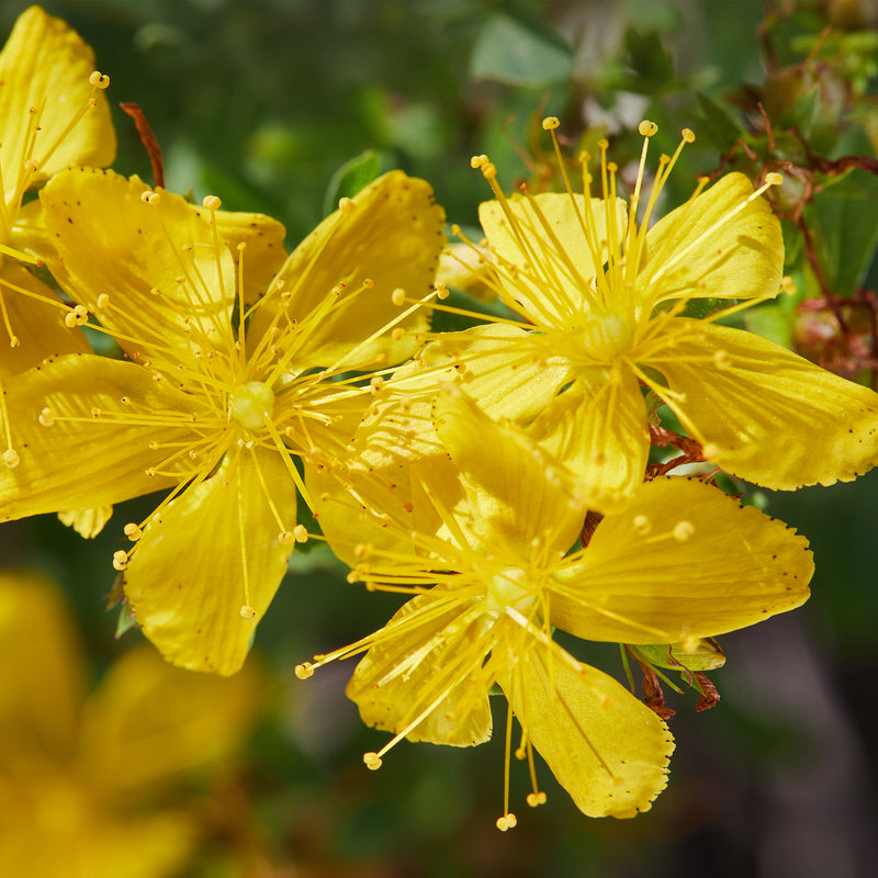 Close up of 3 yellow St. Johns Wort flowers 