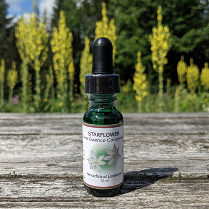 Bottle of Starflower Flower Essence on picnic table 