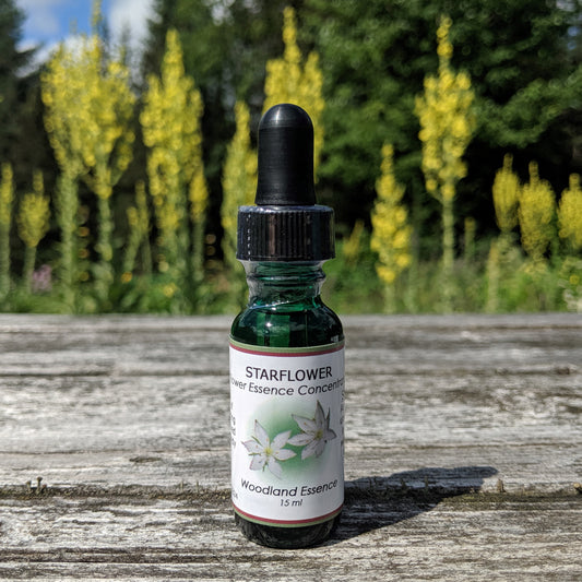 Bottle of Starflower Flower Essence on picnic table 