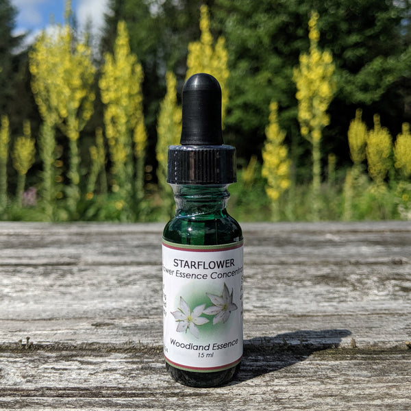 Starflower Flower Essence Woodland Essence