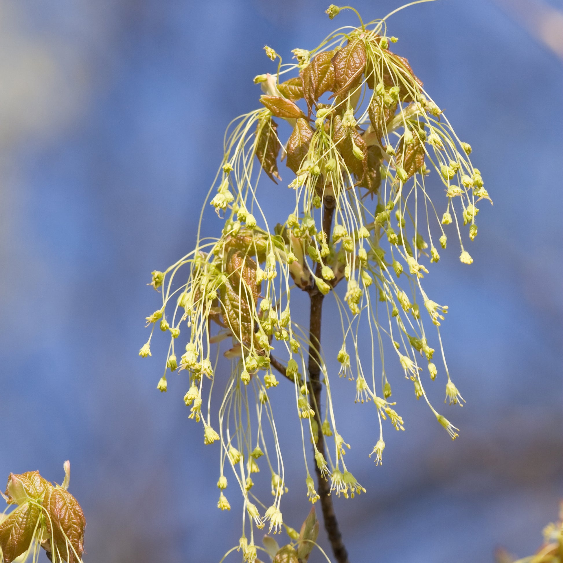 Wispy yellow Sugar Maple flower 