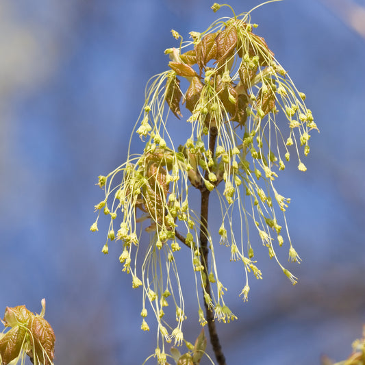 Wispy yellow Sugar Maple flower 