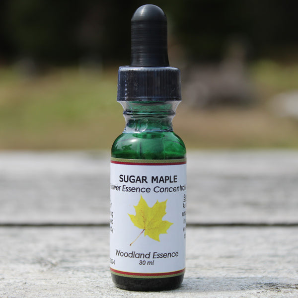 Bottle of Sugar Maple Flower Essence on picnic table 