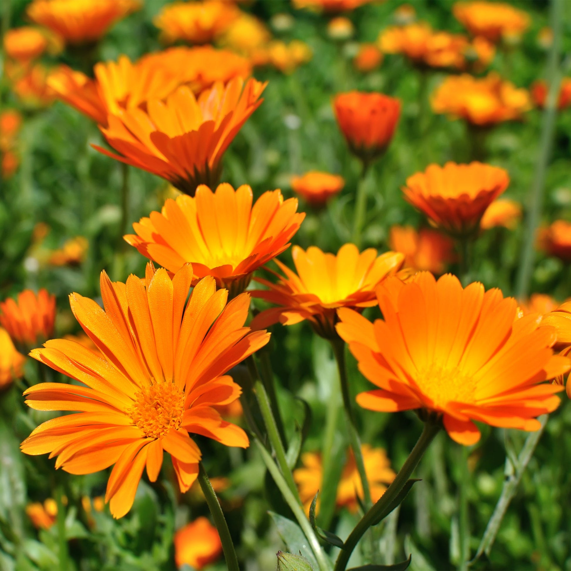 Orange Calendula flowers 
