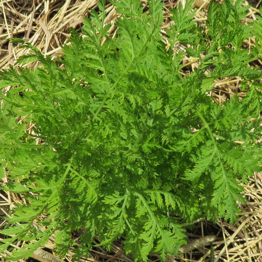 Green Sweet Annie foliage 