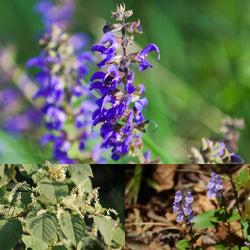 Collage of Red Sage flowers, Japanese knotweed flowers and Baikal flowers 