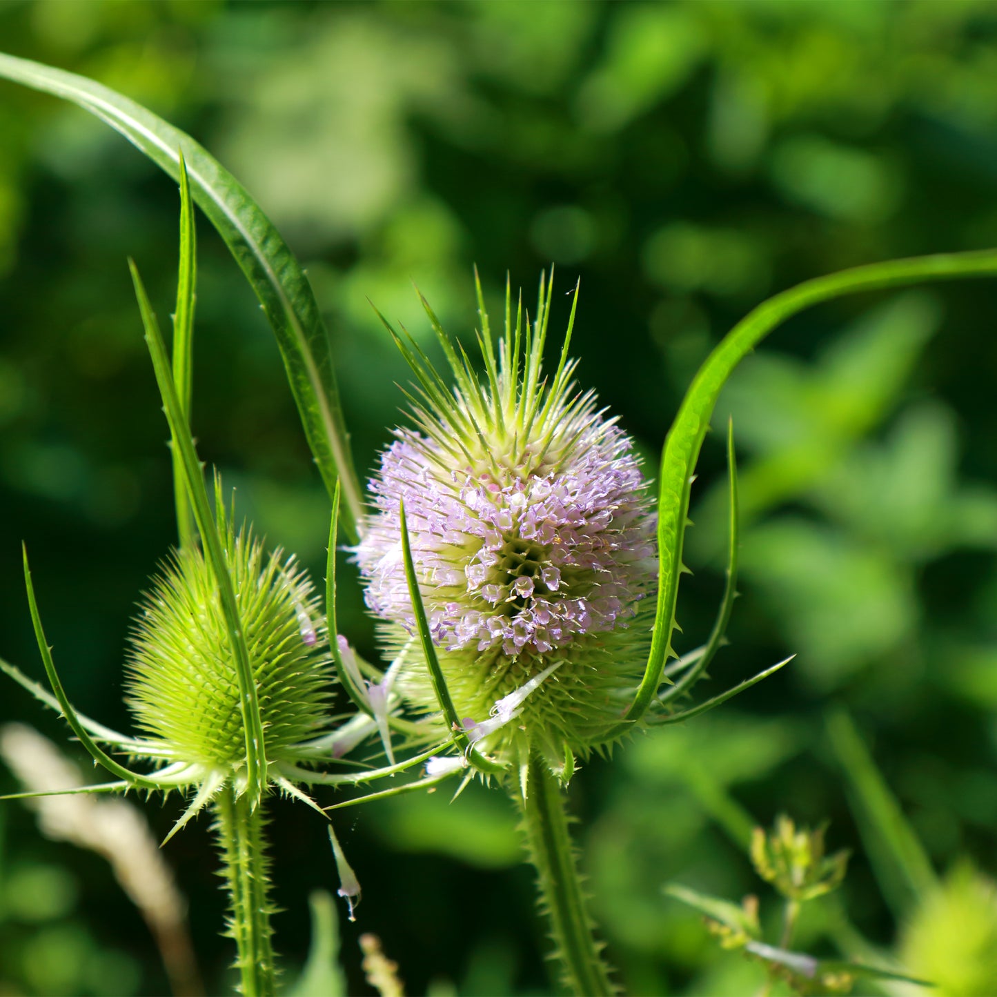 Close up of light purple Teasel flower and stem 