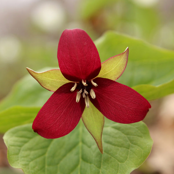 3 petaled Red Trillium flower & three leaves with red edges 