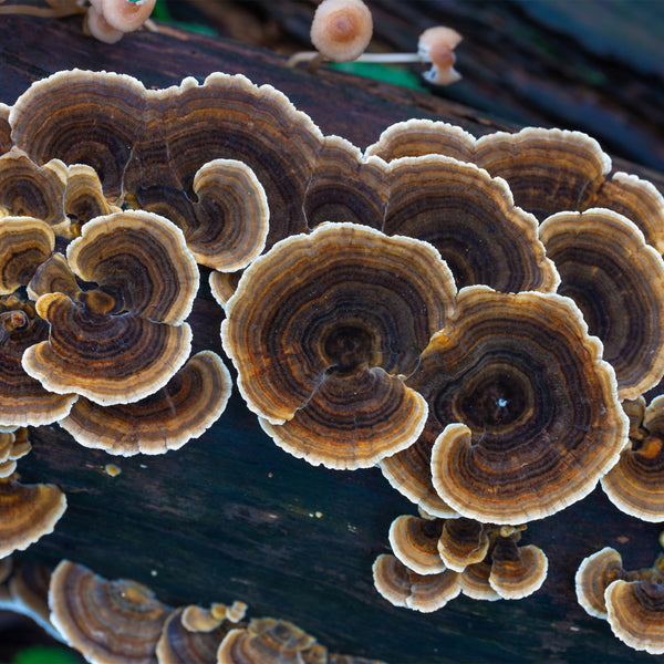 Turkey Tail Mushrooms on log 