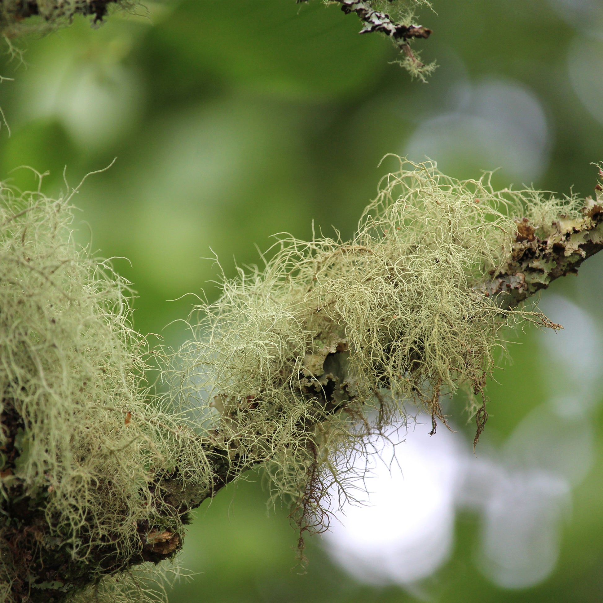 Fluffy wispy light green Usnea on branch 