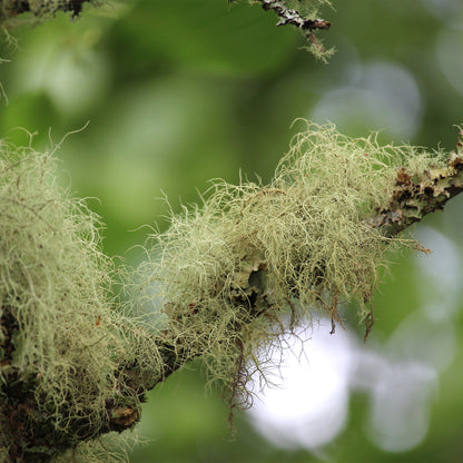 Fluffy wispy light green Usnea on branch 