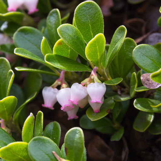 Close up of rubbery green leaves and pink bell shaped Uva Ursi flowers 