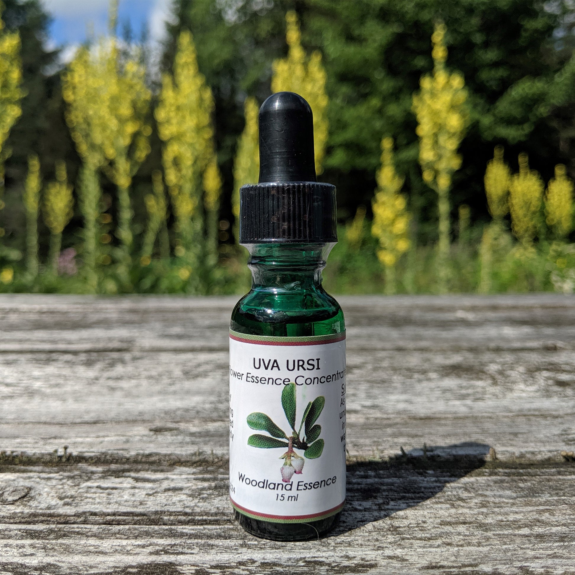Bottle of Uva Ursi Flower Essence on picnic table 