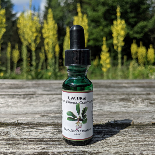 Bottle of Uva Ursi Flower Essence on picnic table 