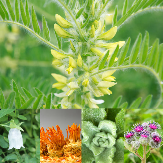 Herb collage
