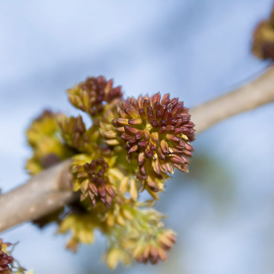White Ash spikey flowers 