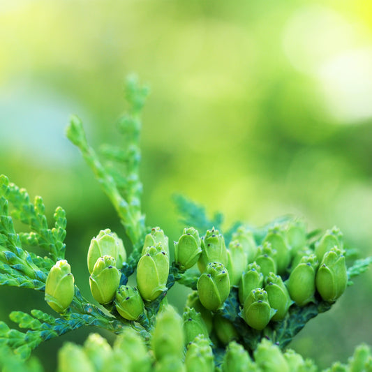 White Cedar flower (green cone) with branch 