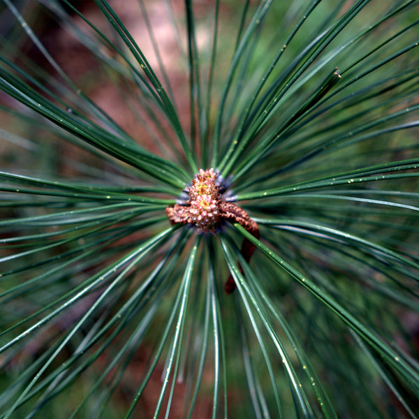 Dark green White Pine needles 