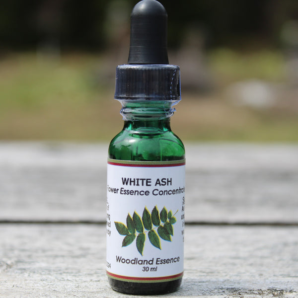 Bottle of White Ash Flower Essence on picnic table 