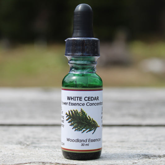Bottle of White Cedar Flower Essence on picnic table 