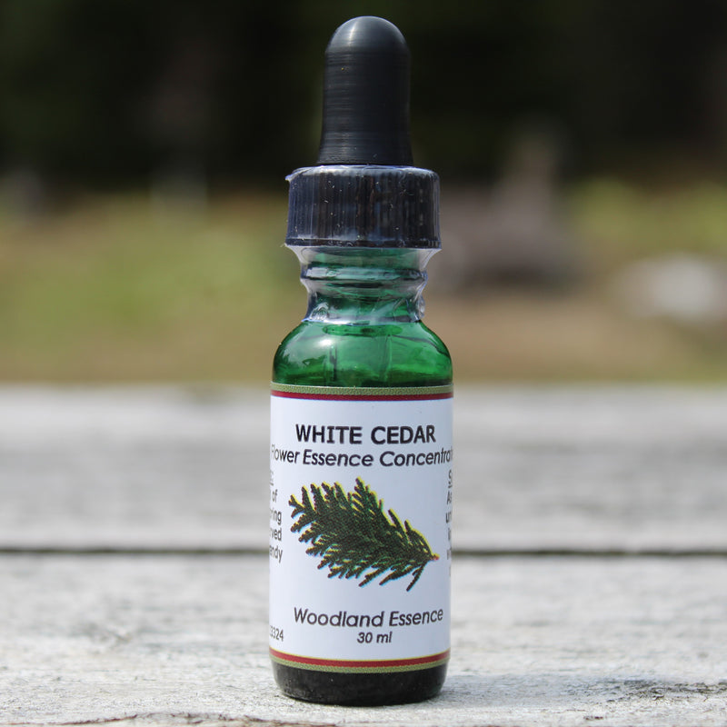Bottle of White Cedar Flower Essence on picnic table 