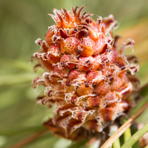 White Pine flower (cone) close up 