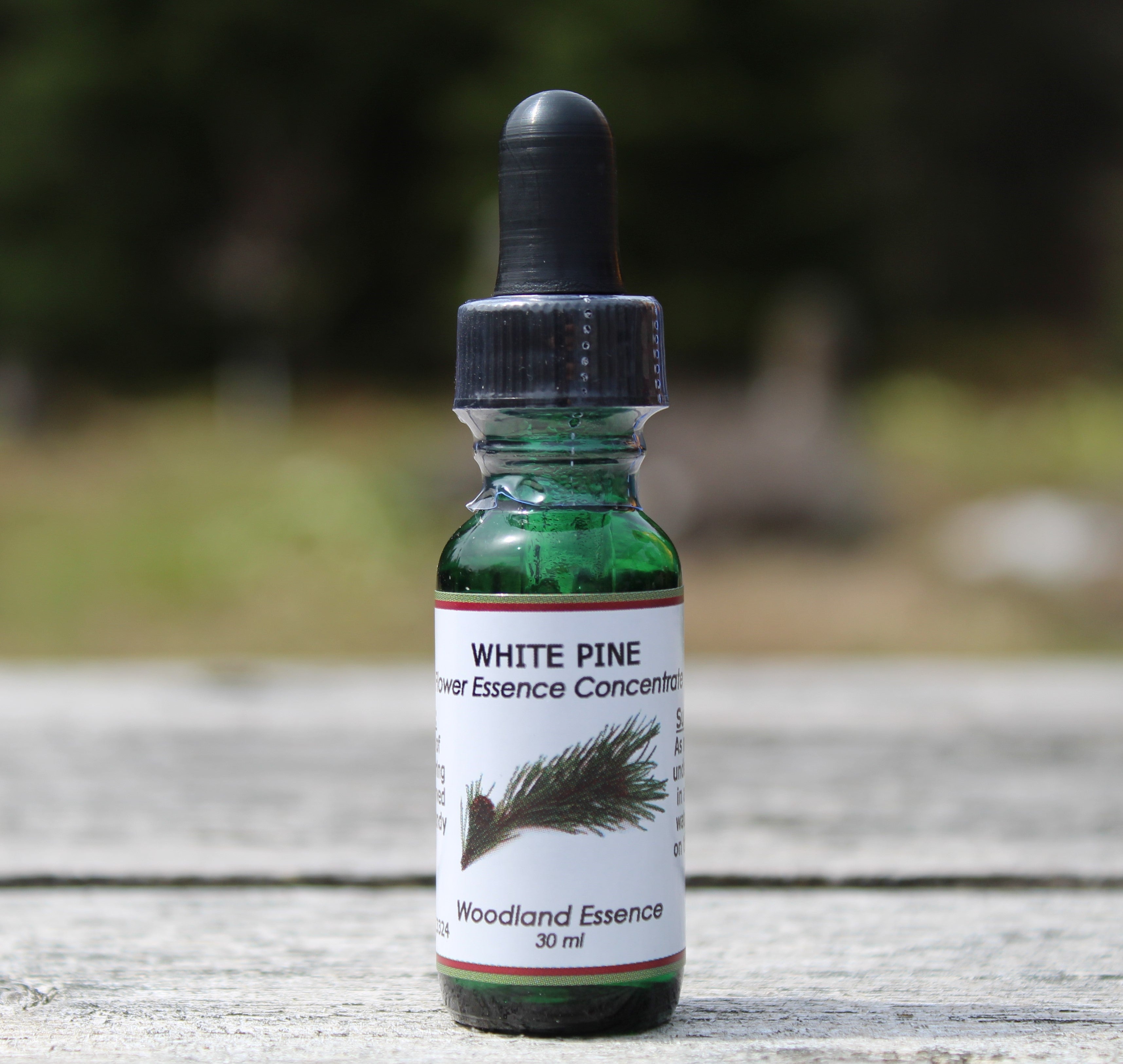 White Pine Flower Essence Woodland Essence
