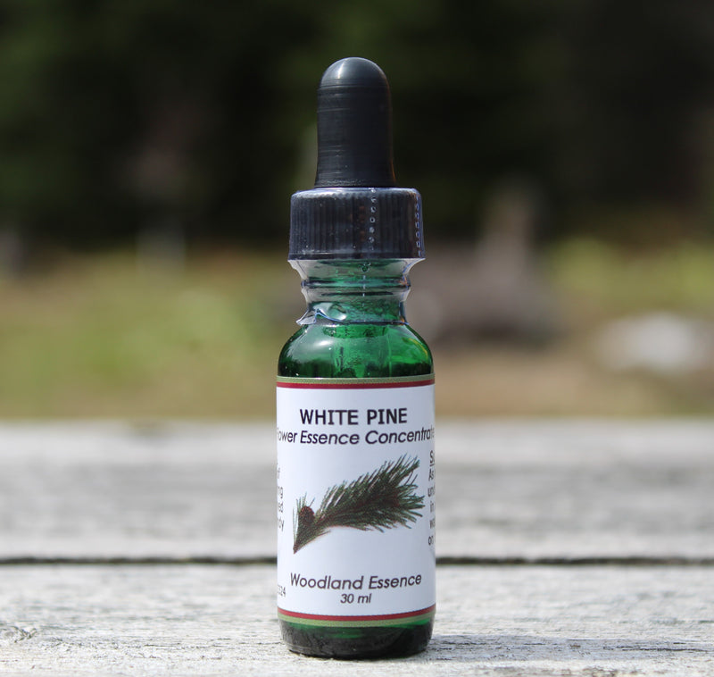 White Pine Flower Essence on picnic table 