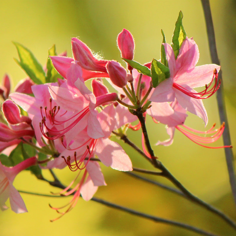 Pink Wild Azalea flowers with woody stem 