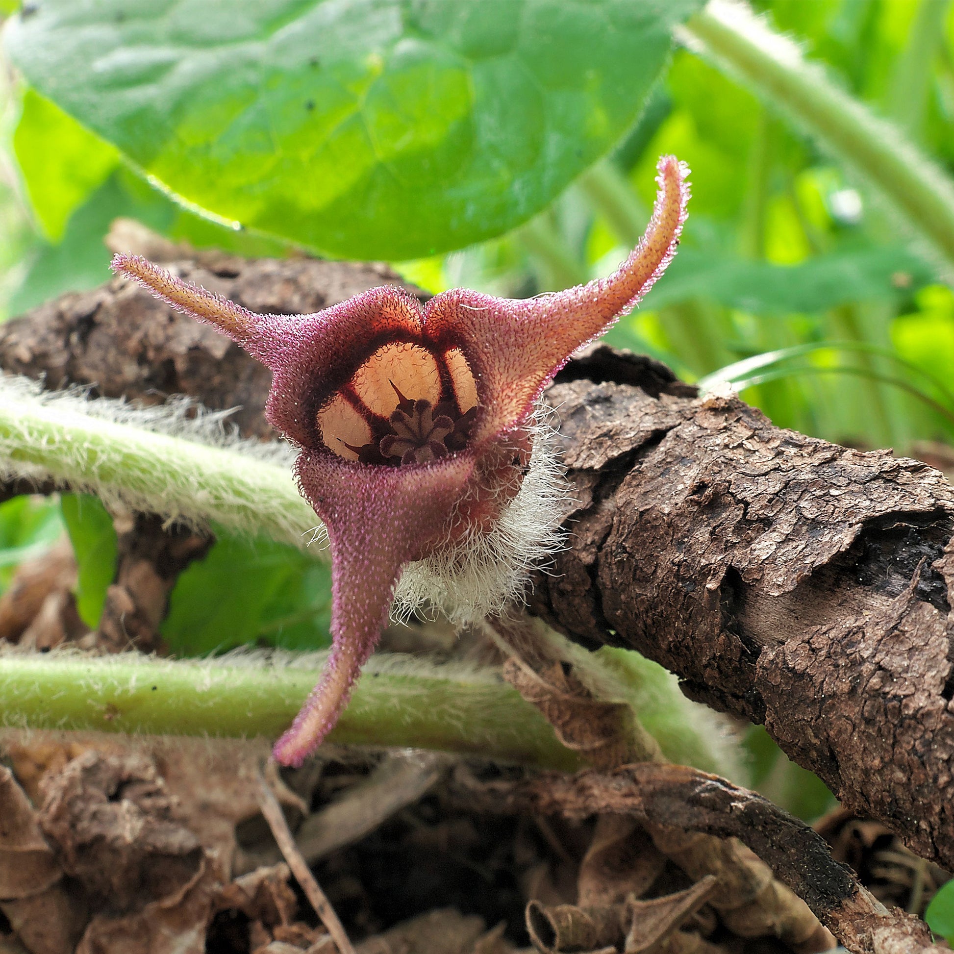Deep brown/red 3 petaled Wild Ginger flower against stick 