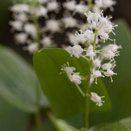 White Wild Lily of the Valley flowers 