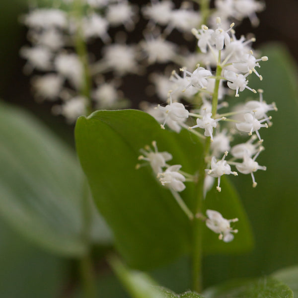 Wild Lily of the Valley Flower Essence Woodland Essence