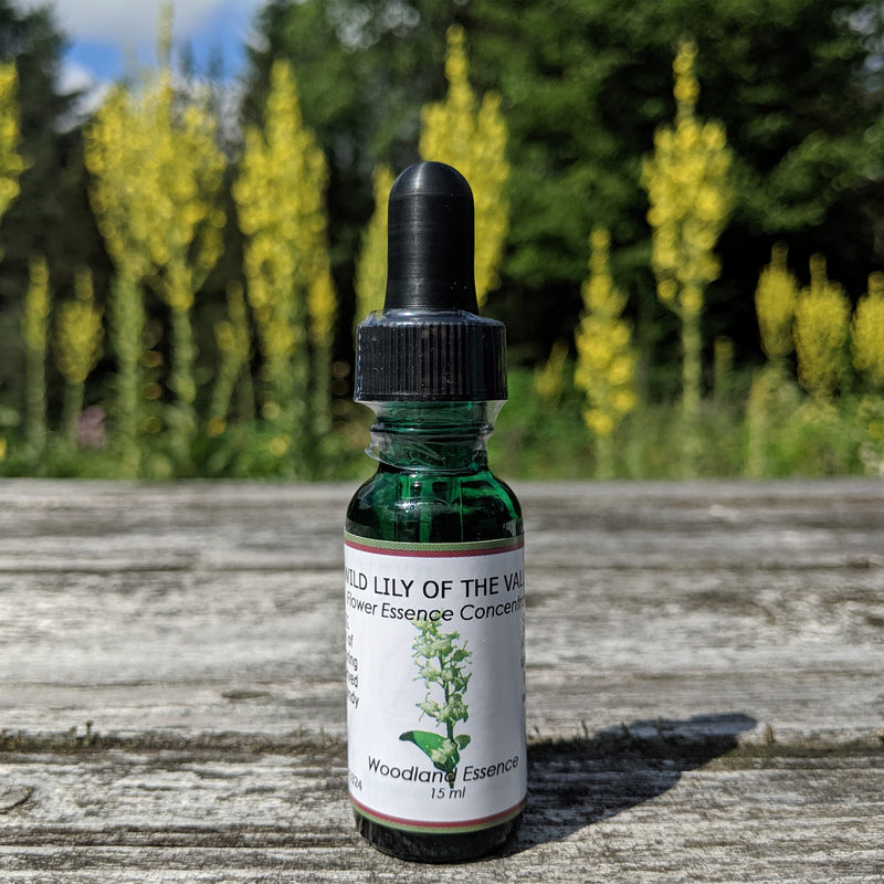 Bottle of Wild Lily Of The Valley Flower Essence on picnic table 