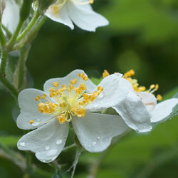 White Wild Rose flowers with yellow middles close up 