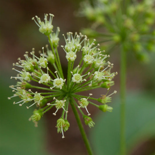 Tiny white firework shaped Wild Sarsaparilla flowers 