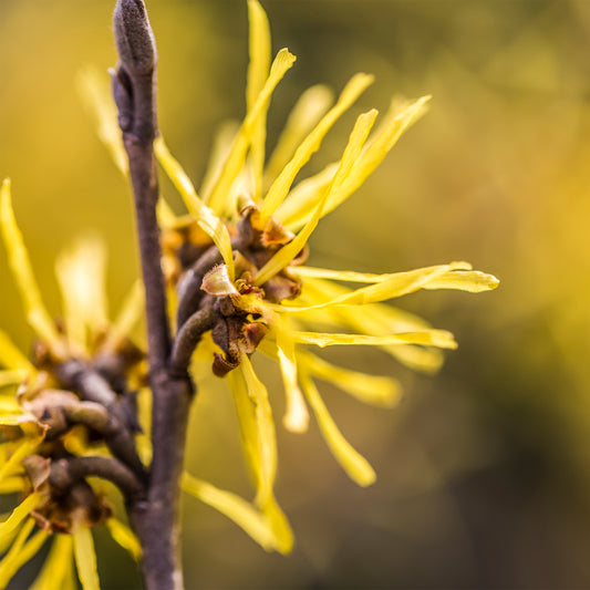 Yellow thin wire-y petaled Witch Hazel flowers with woody stem 