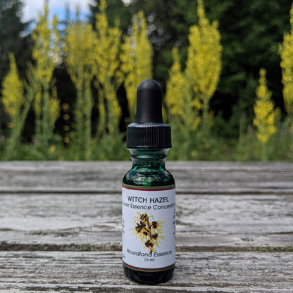 Bottle of Witch Hazel Flower Essence on picnic table 