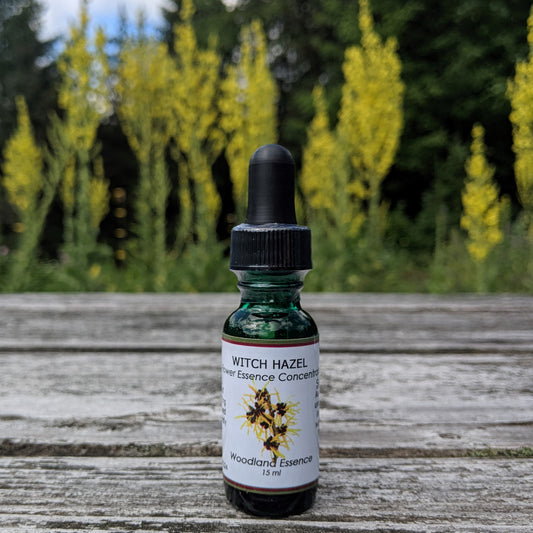 Bottle of Witch Hazel Flower Essence on picnic table 