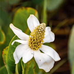 White Yerba Mansa Flower with cone shaped middle 